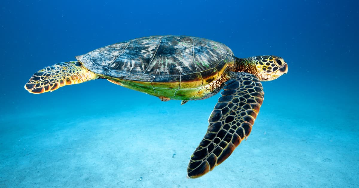 Underwater Curaçao — Dive into 358 Marine Species